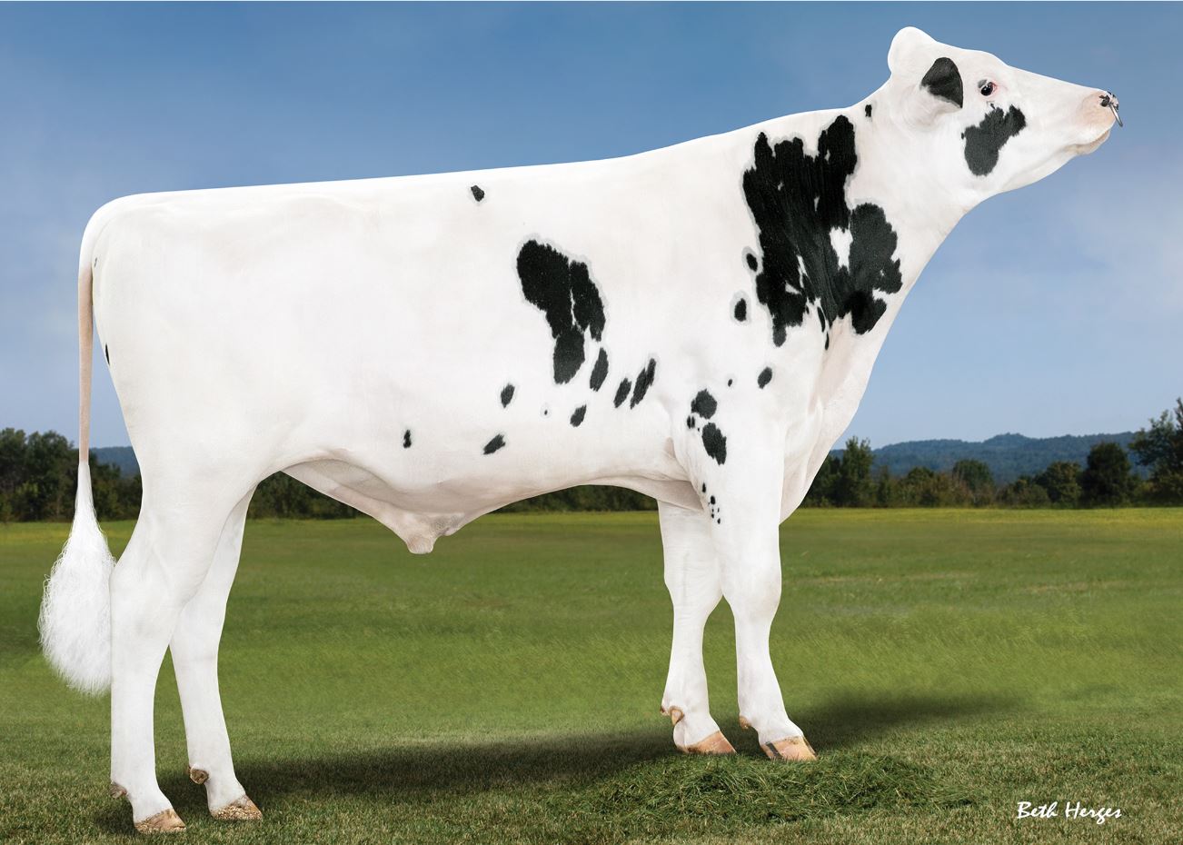 Bomaz Monument-P bull